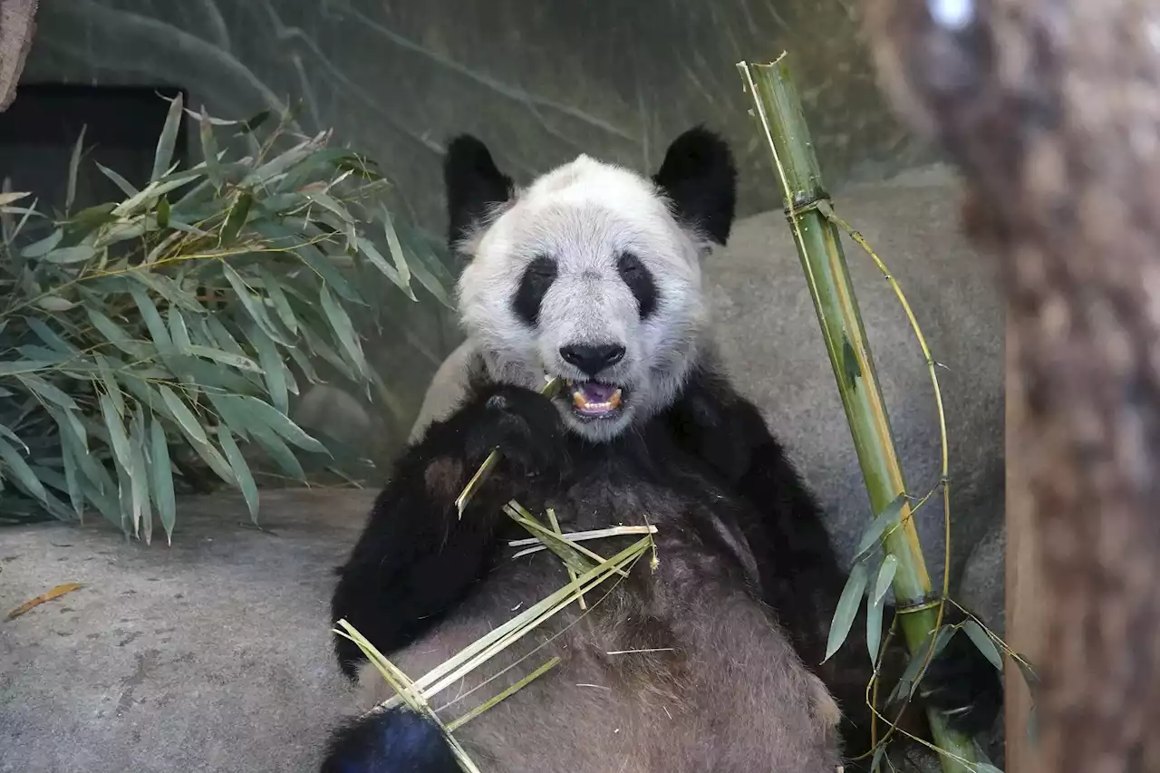 Memphis Zoo bids farewell to panda ahead of return to China