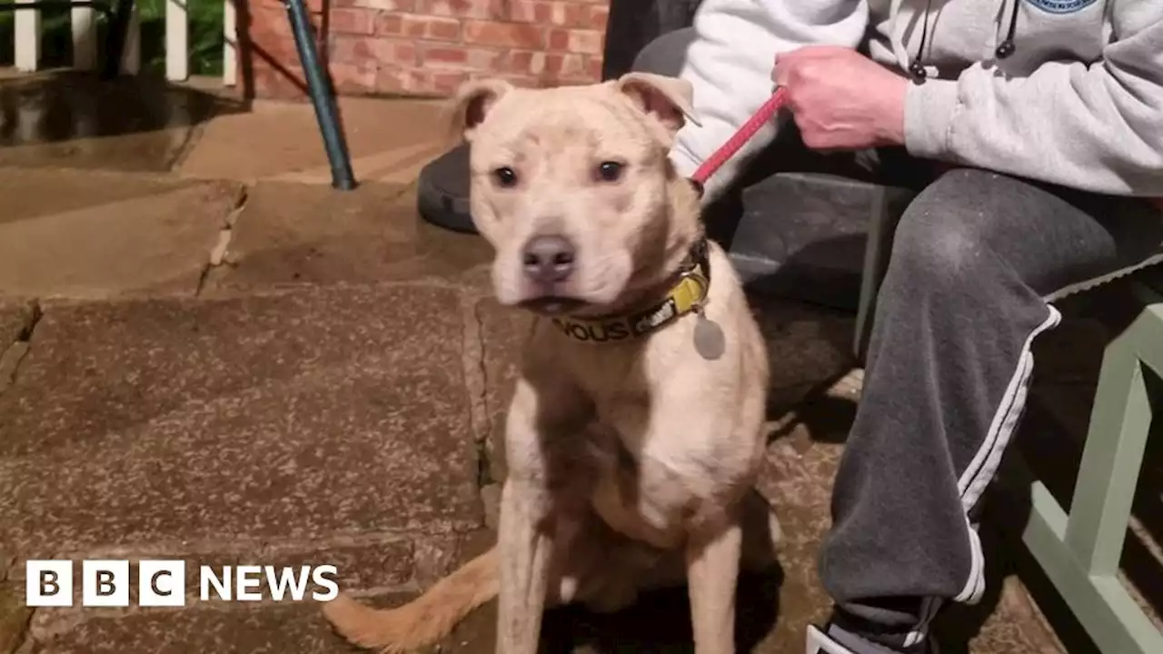 Paul O'Grady: Nine-month-old rescue puppy named after star