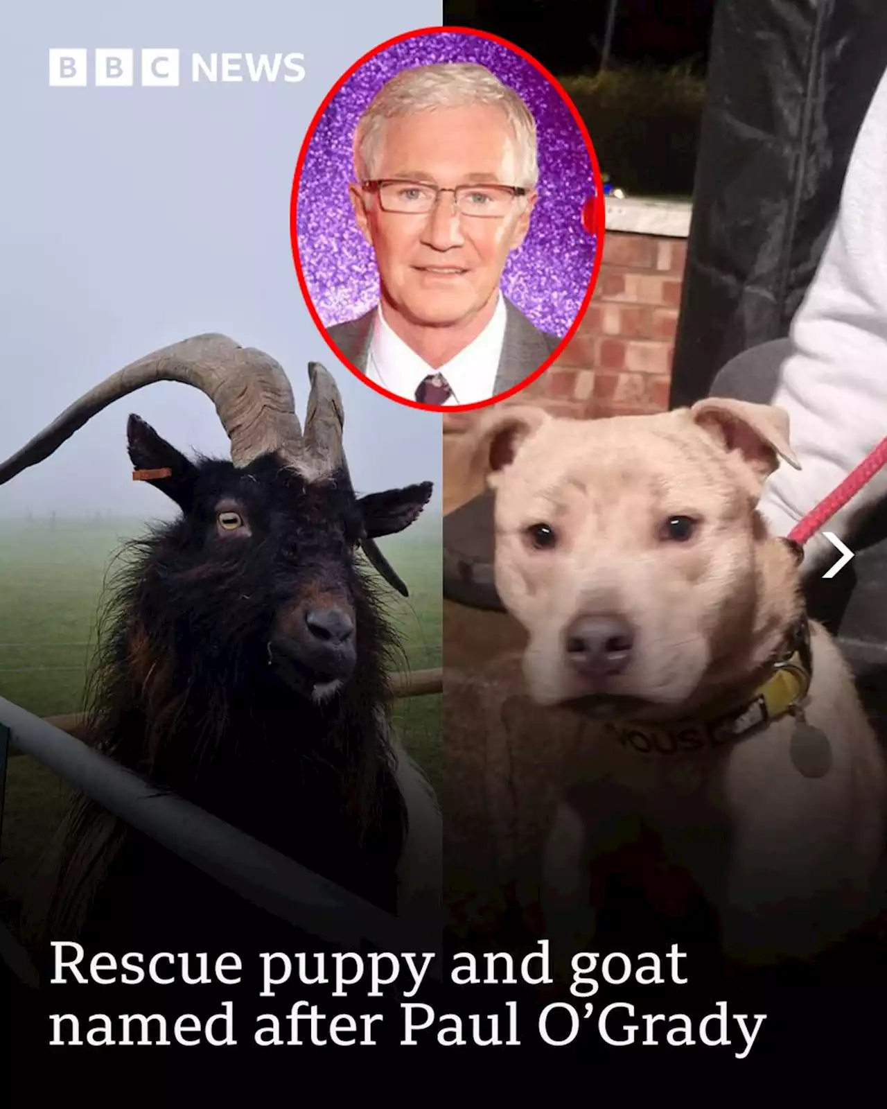 Paul O'Grady: Nine-month-old rescue puppy named after star