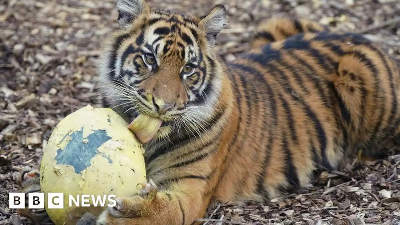 London Zoo: Animals enjoy Easter egg hunt treats