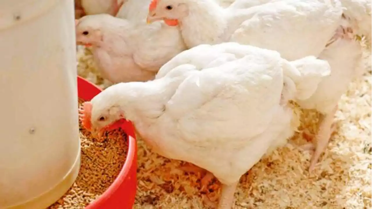 Animal feed giant Devenish offloading trophy farm as part of £40m restructuring