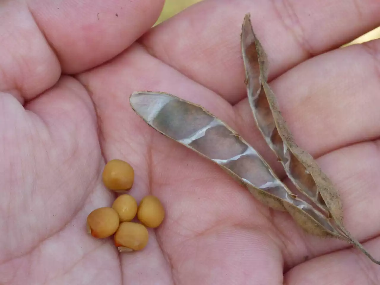 Conozca el fríjol guandul, una solución alimenticia en la región Caribe de Colombia