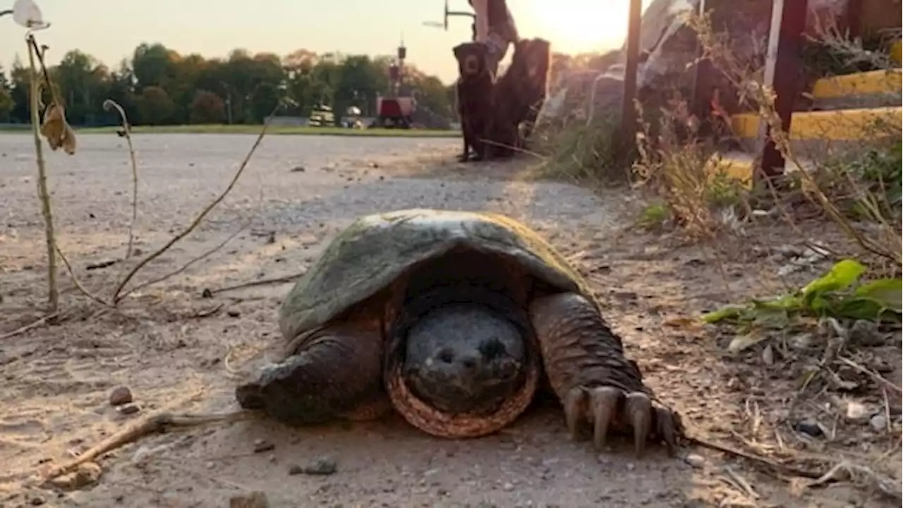 125-year-old turtle missing from rural Ontario wetlands | CBC News