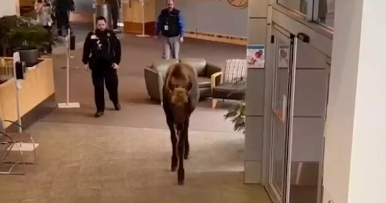 A moose was apparently hungry, so he went inside an Alaska hospital and began chewing on plants