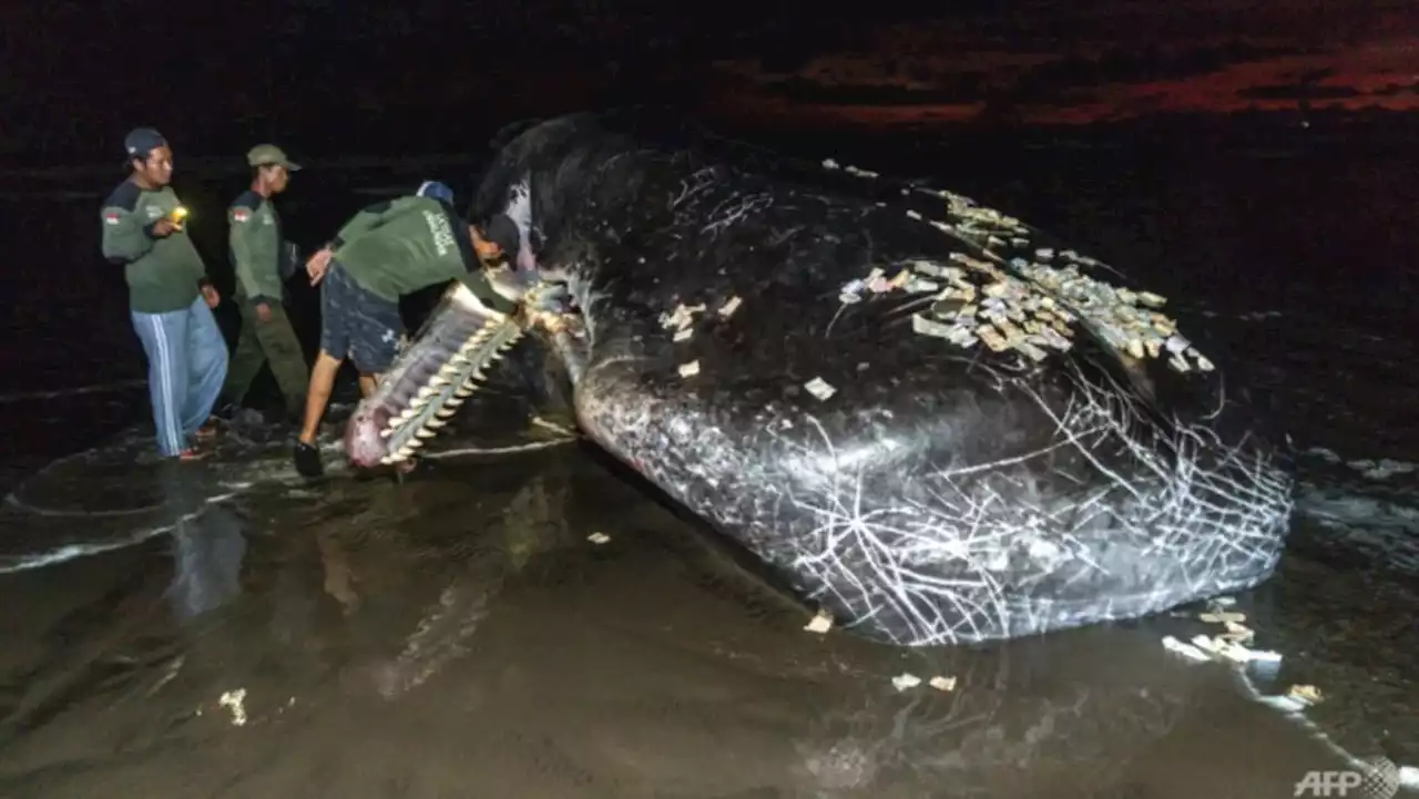 Third massive whale in a month beaches itself, dies in Bali