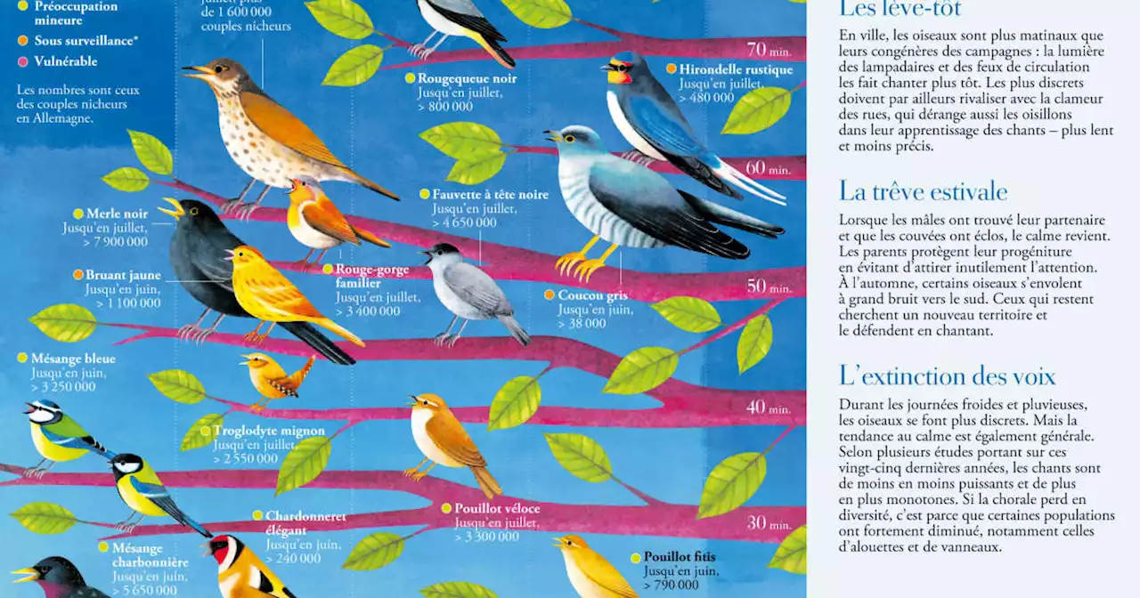 Infographie. Quels oiseaux chantent à l’aube ?