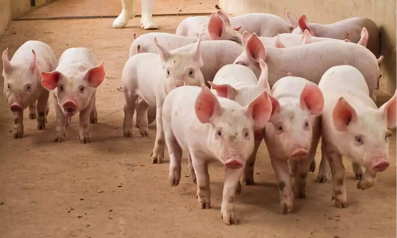 US DOJ Confiscates $112 Million Worth of Crypto Linked to 'Pig Butchering' Scams