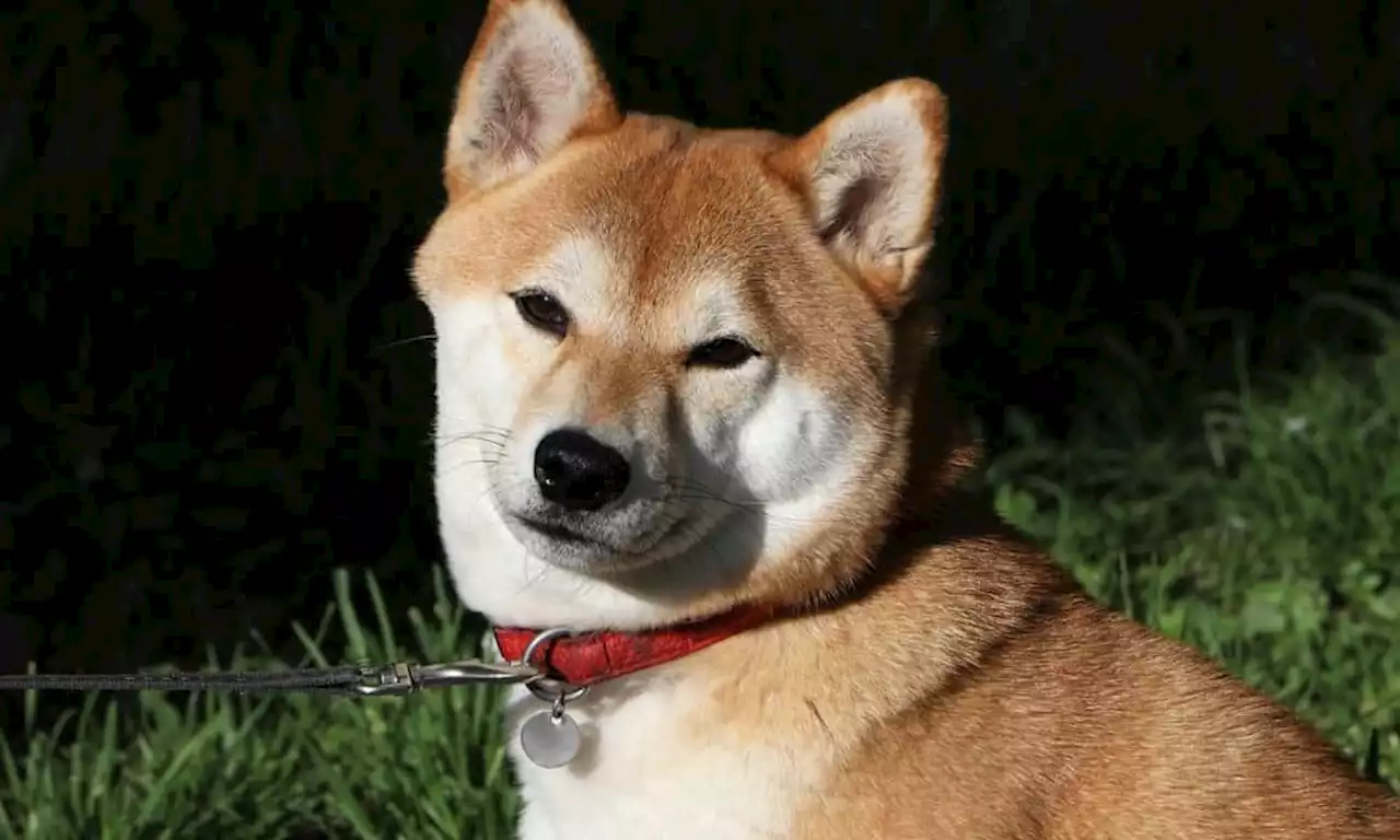 30x memecoin set to surpass DogeCoin and Shibu Inu for growth in 2023