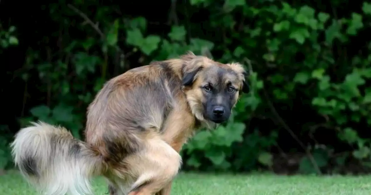 Derfor stirrer din hund på dig, når den skider