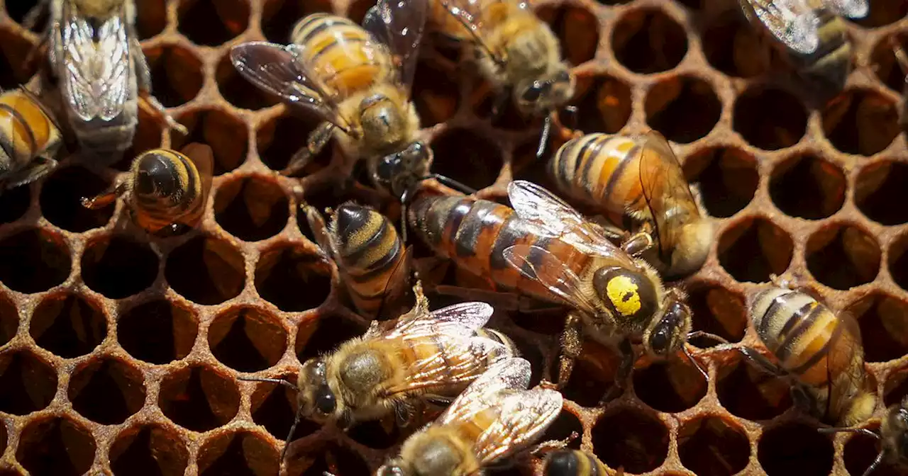 Texas honey law could sting beekeepers