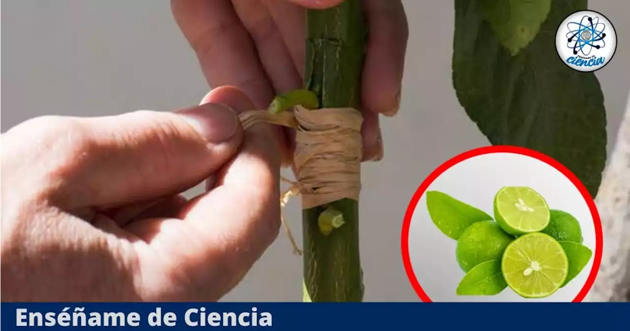 La mejor forma de hacer crecer limones en casa: Hazlo fácilmente con un simple injerto