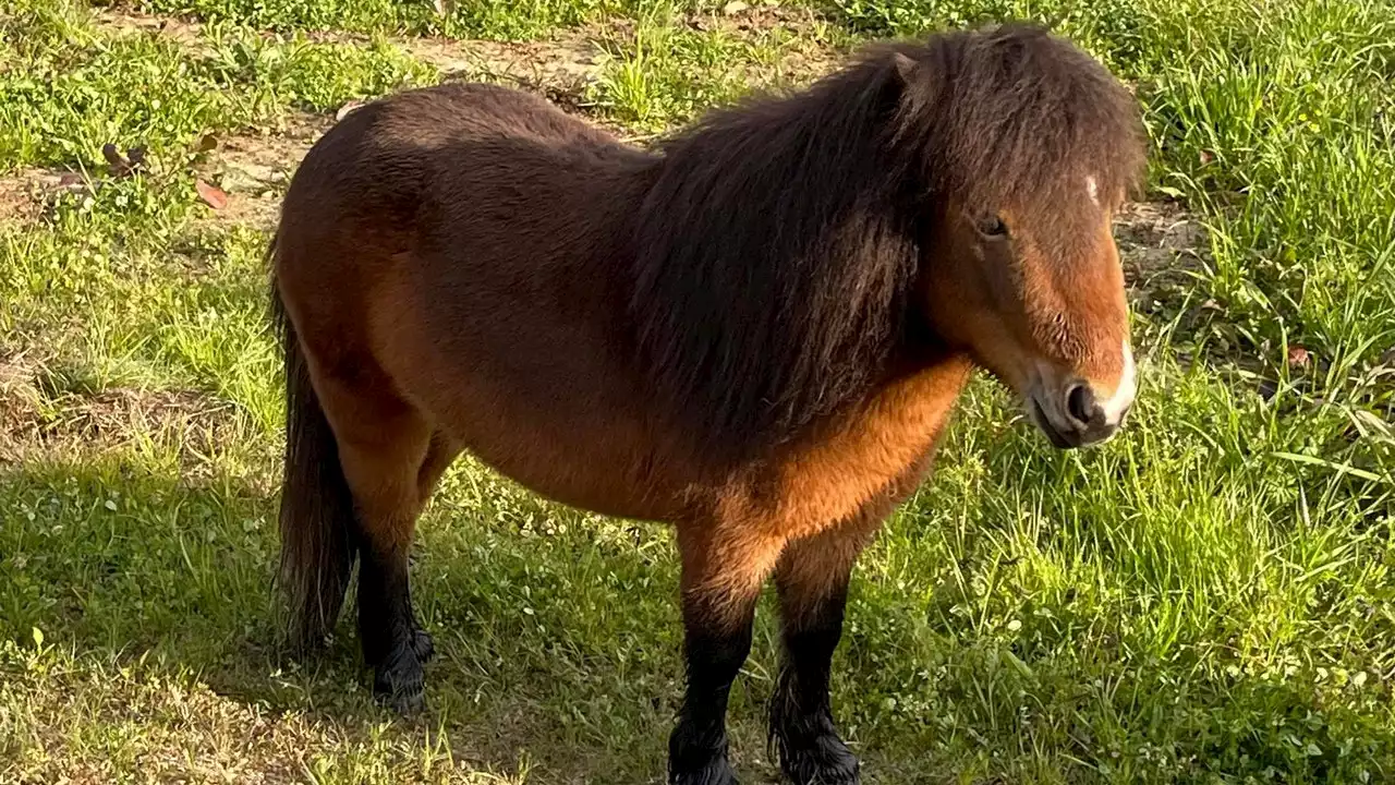 'Arrested' Alabama pony finds new home to help those with disabilities