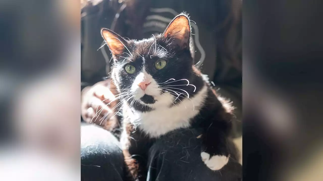 Cat in Maine, a 'sweet, affectionate' girl with diabetes, seeks loving home