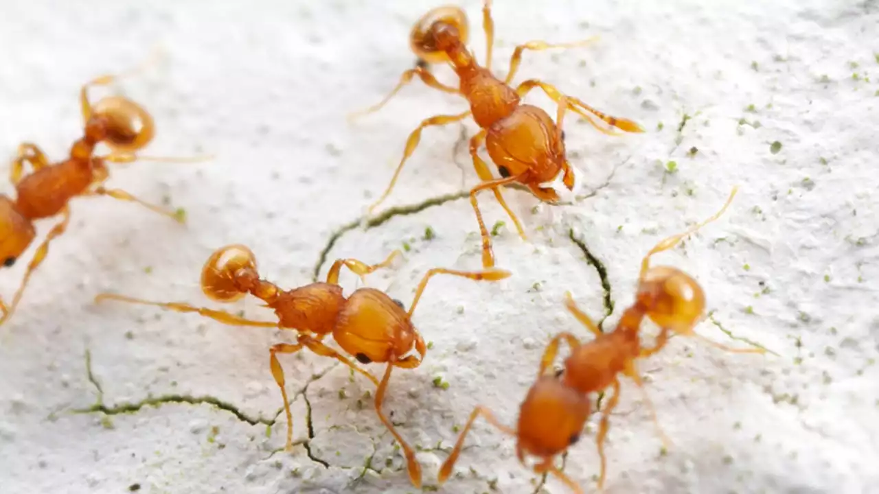 Invasive foreign ants becoming dominant species in Florida, says new research: 'Concerning trend'