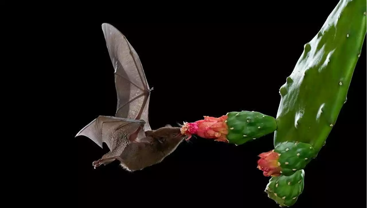 Laurent Tillon et les fantômes de la nuit : pourquoi faut-il protéger les chauves-souris ?