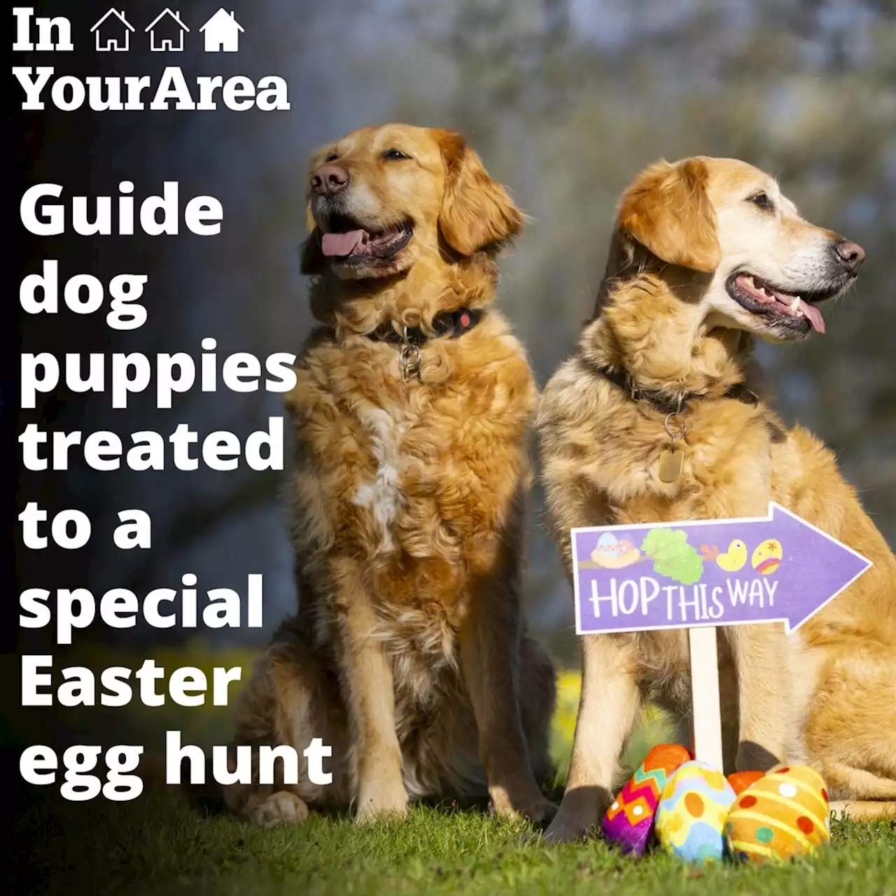 Sight loss charity hosts adorable Easter egg hunt for guide dog puppies