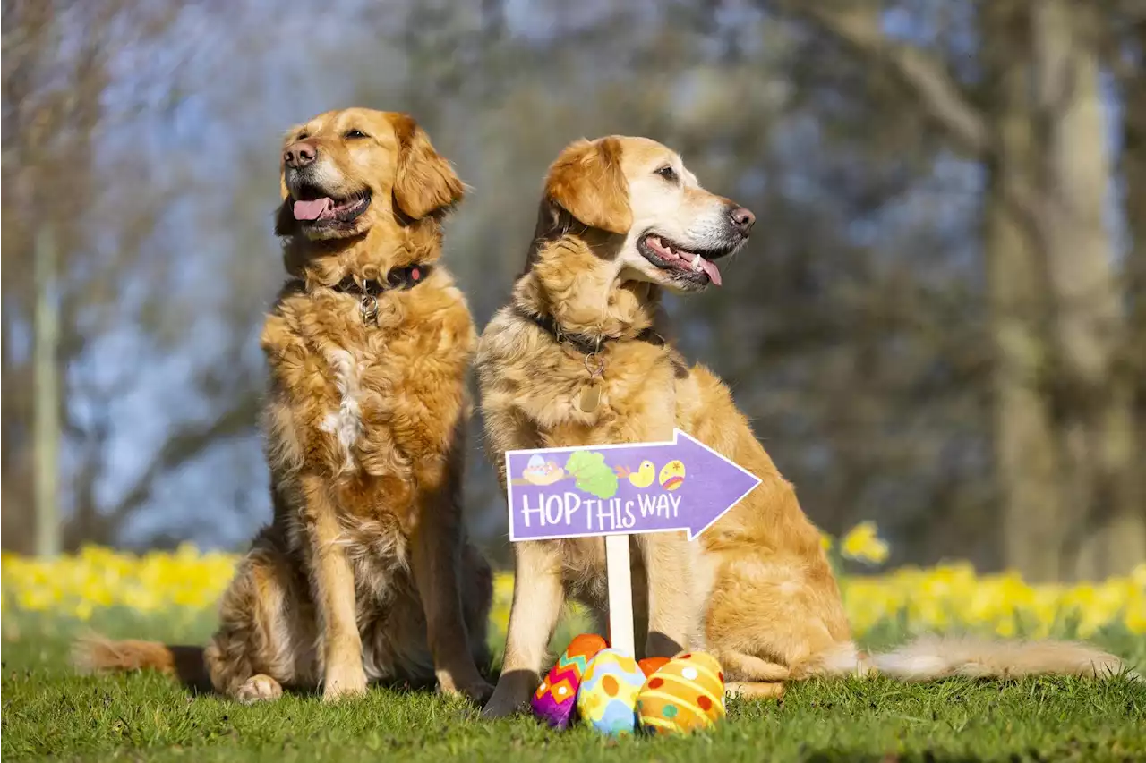 Sight loss charity hosts adorable Easter egg hunt for guide dog puppies