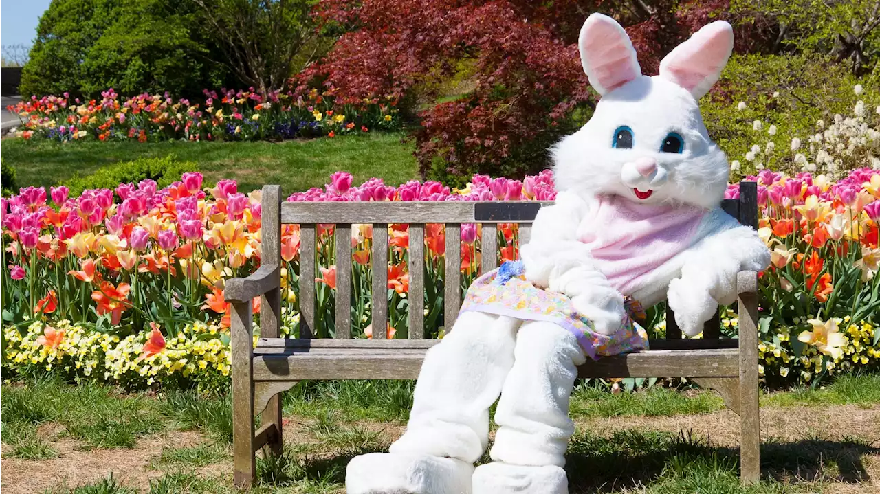 You Can Get A Free Easter Bunny Photo At These Stores