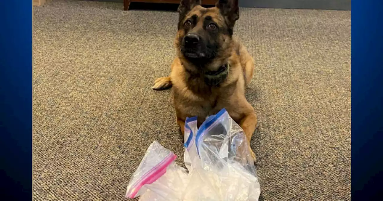 Sonoma sheriff's K9 uncovers 3 pounds of methamphetamine