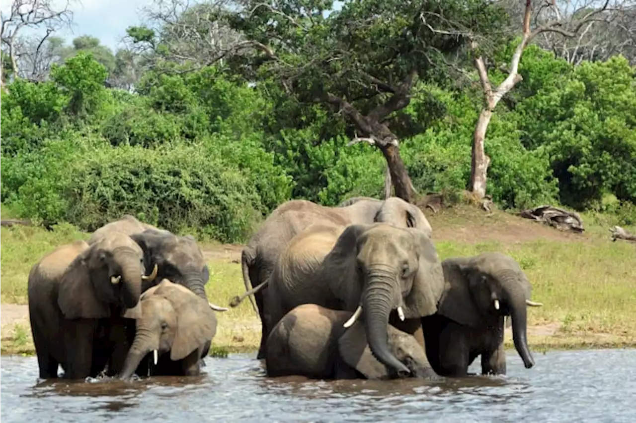 In Africa's Okavango, oil drilling disrupts locals, nature