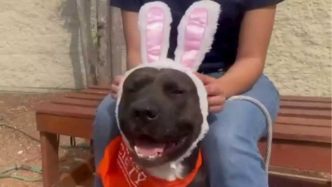 KPRC 2 Pet Project: Meet Ramses, a pup who’s secretly the Easter Bunny