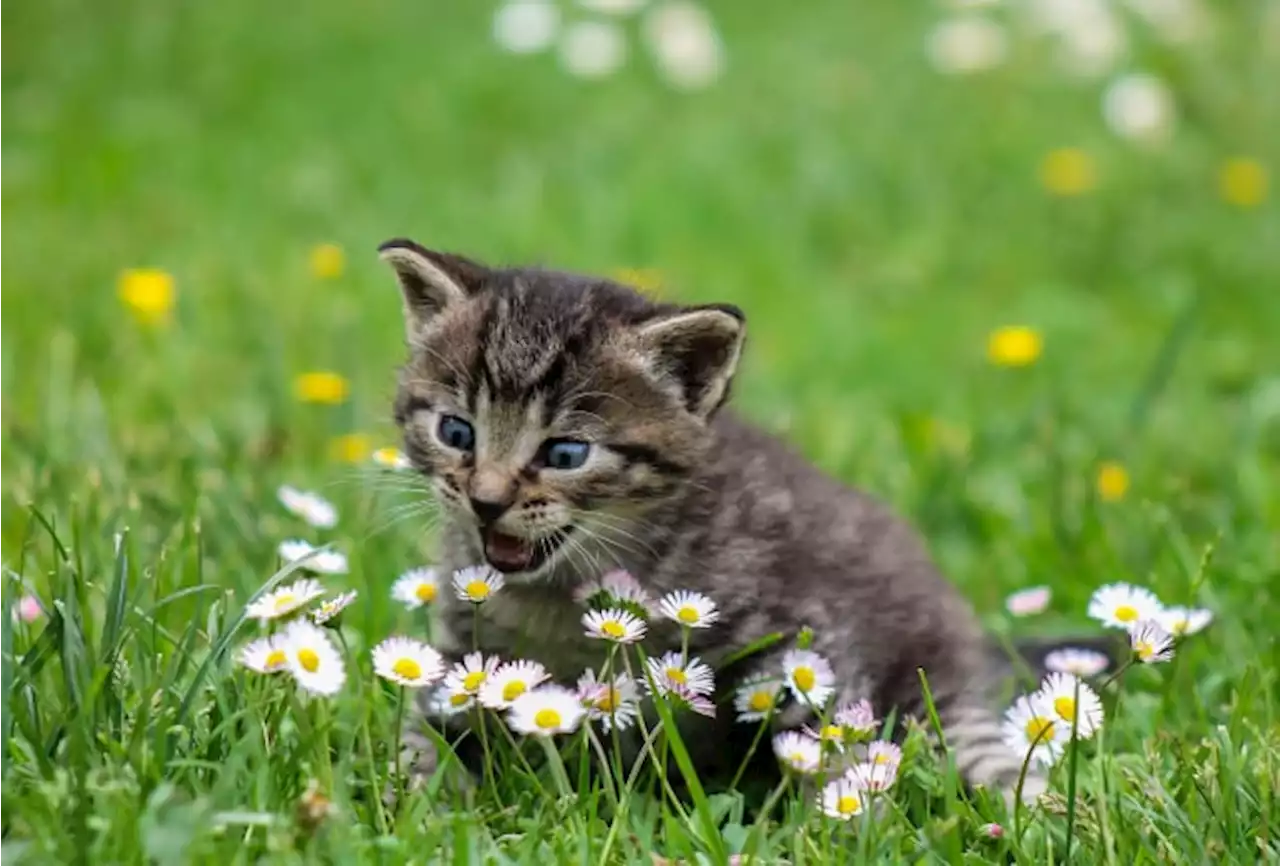 Why you should keep Easter lilies away from cats: An explainer