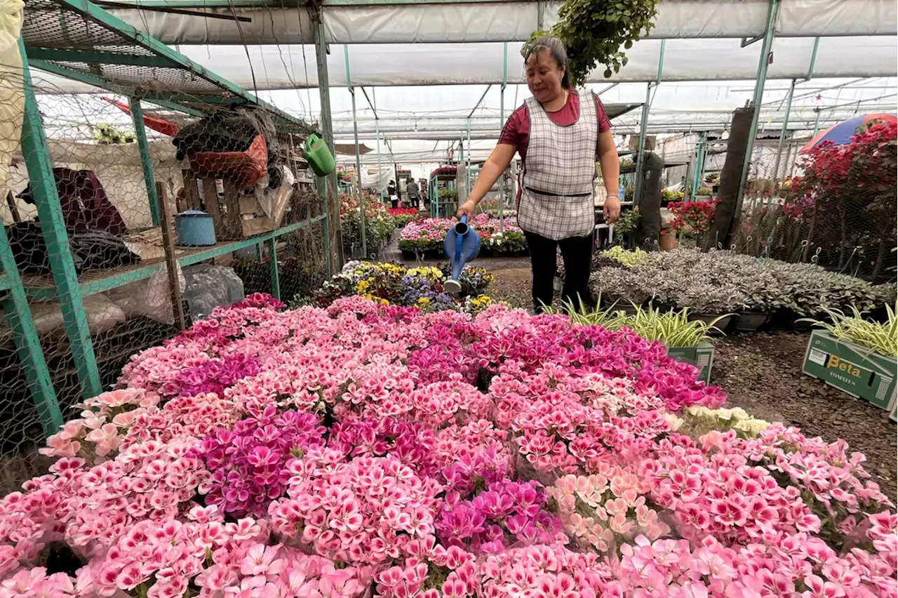 Colocarán tapete de Huamantla en Festival de las Flores en el Centro