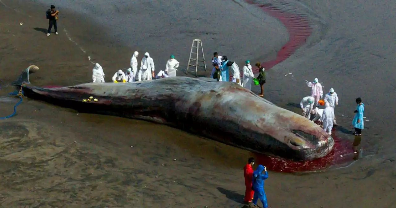 Un troisième grand cétacé retrouvé mort sur une plage de Bali en moins de deux semaines