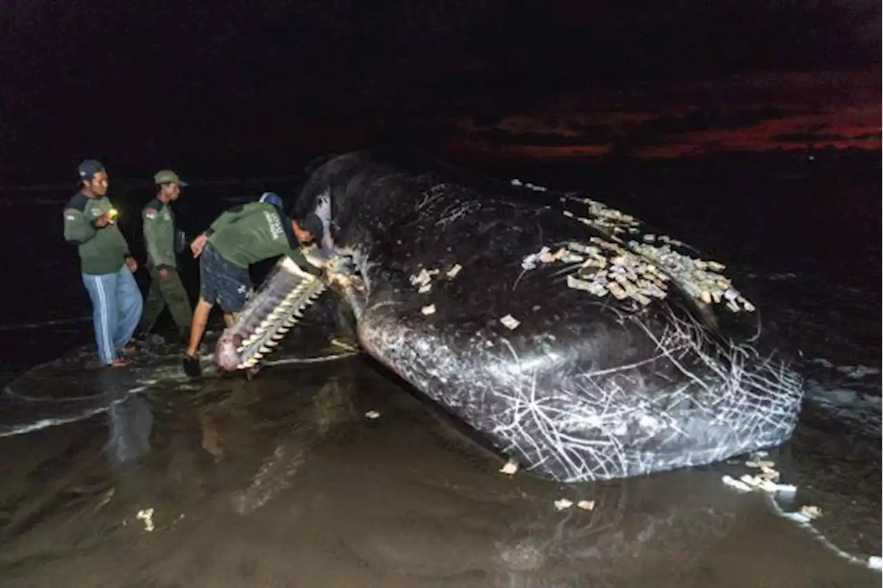 Lagi, Seekor Paus Mati Terdampar di Pantai Bali