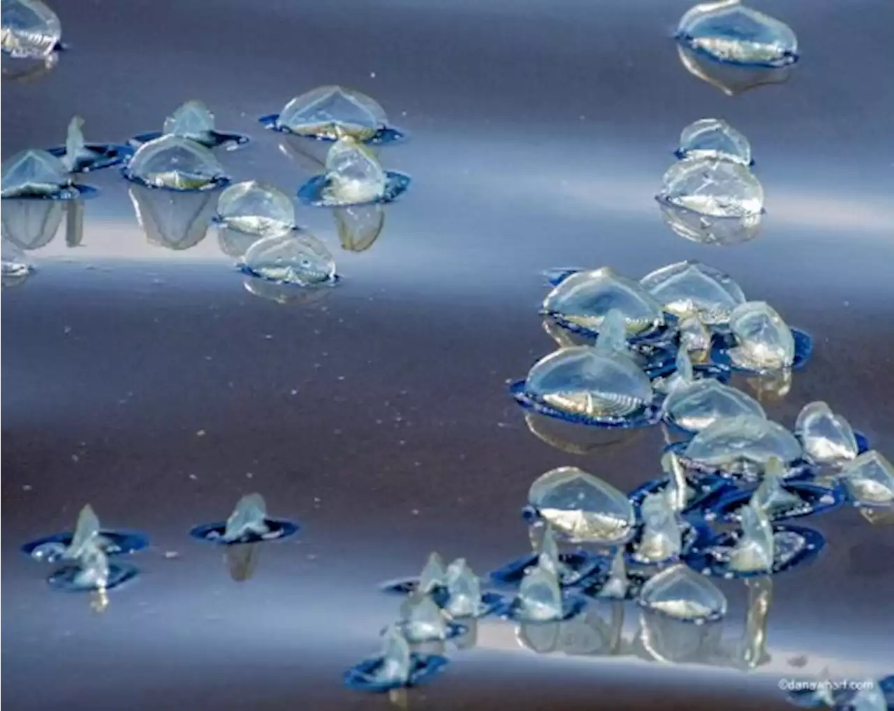 Mysterious, jelly-like creatures are invading some California beaches