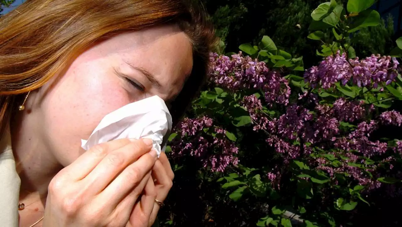 'En cas de doute, il faut se faire dépister' : allergies, asthme sévère... les conseils du Pr Didier, pneumologue