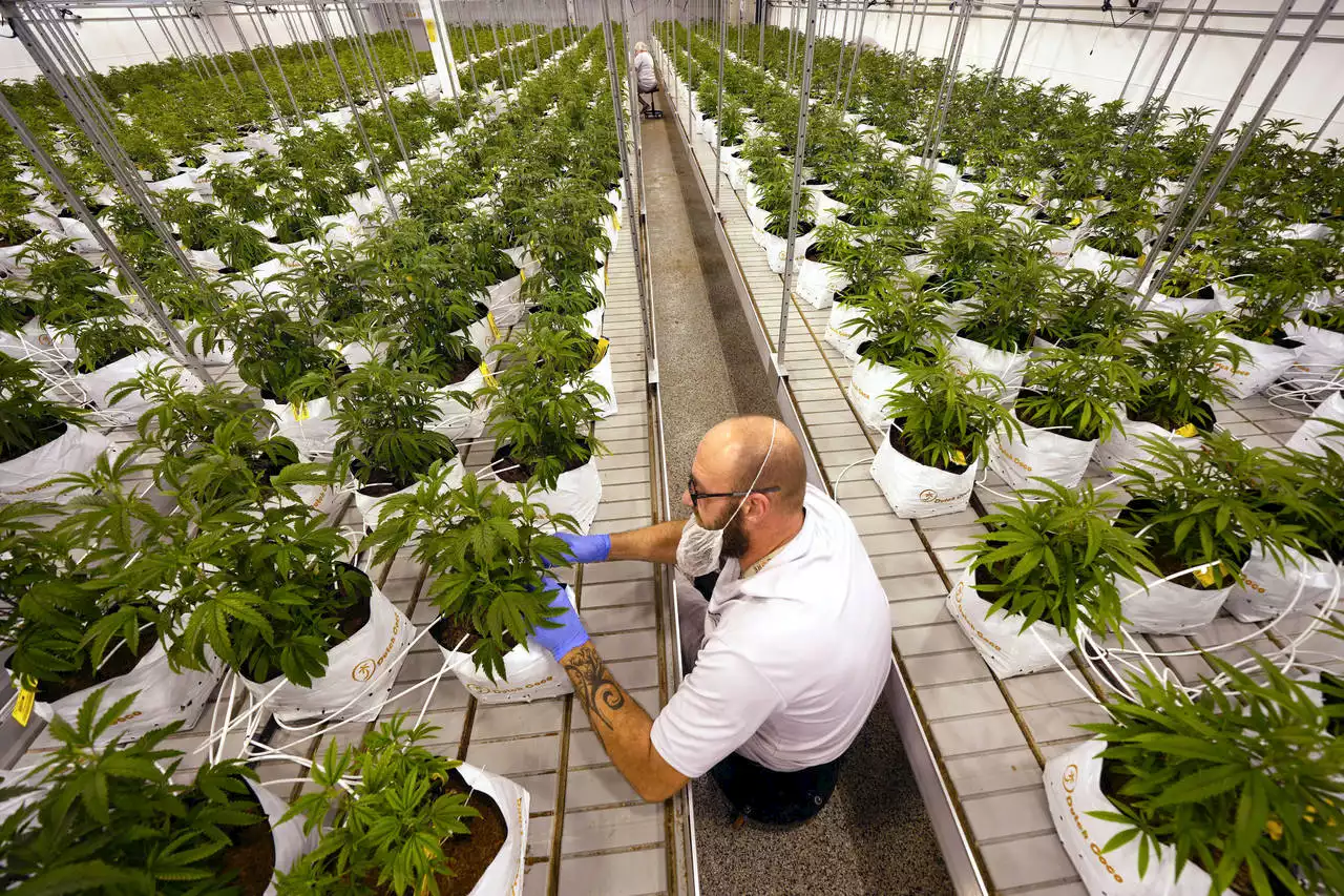 Washington shutters pot businesses due to old pesticide