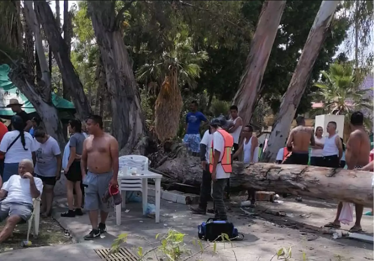 Tras colapso de árbol en balneario de Silao, detectan riesgo en tres ejemplares