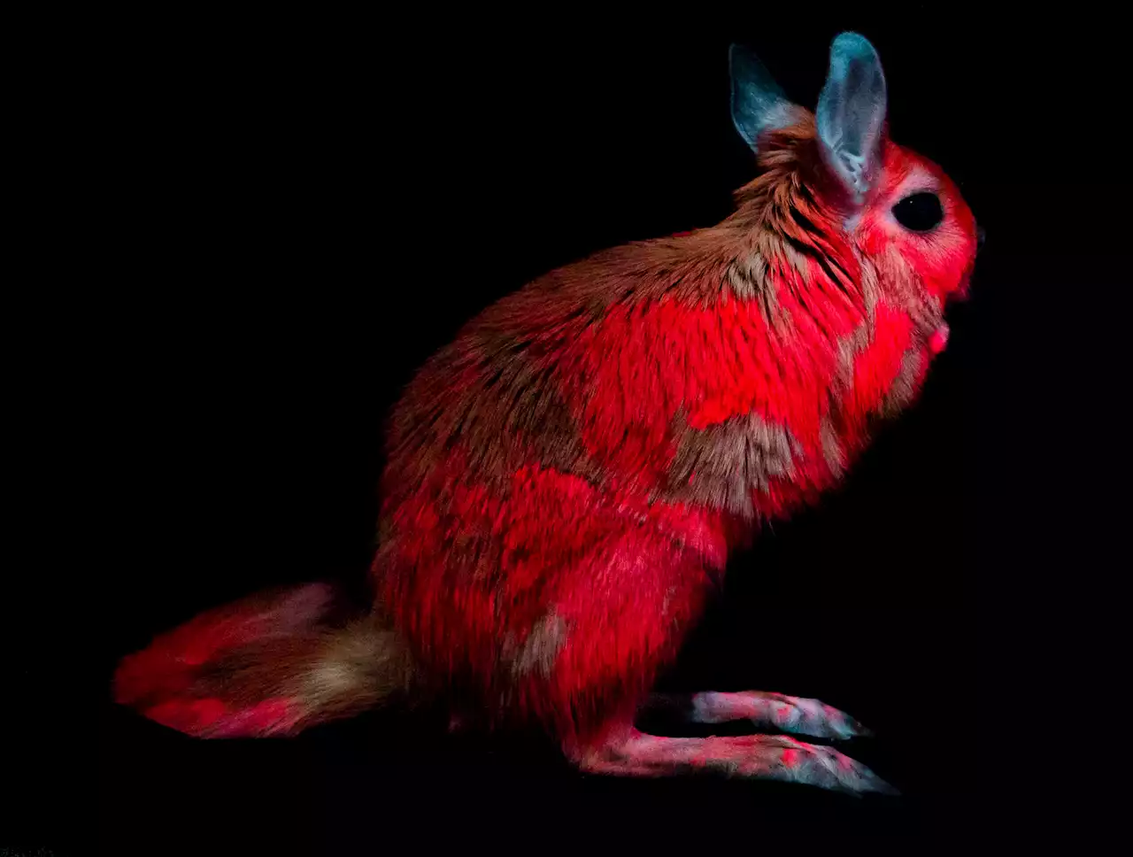 Nobody painted these glowing pink springhares—their Day-Glo is all natural