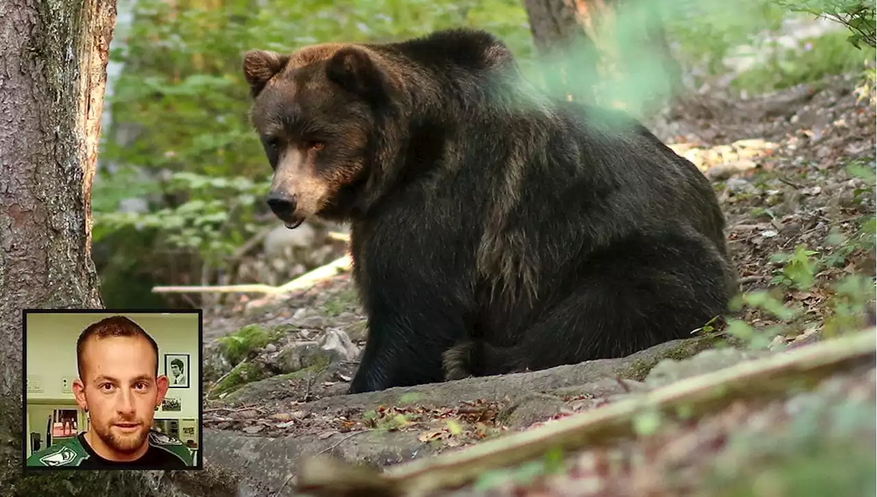 Il presidente del Parco Adamello: “Va abbattuto l’orso che ha ucciso il runner ma dico no alla strage”