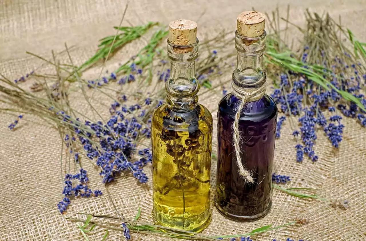 Comprobados efectos del uso de lavanda para disminuir dolor en cáncer, estrés o depresión según estudios