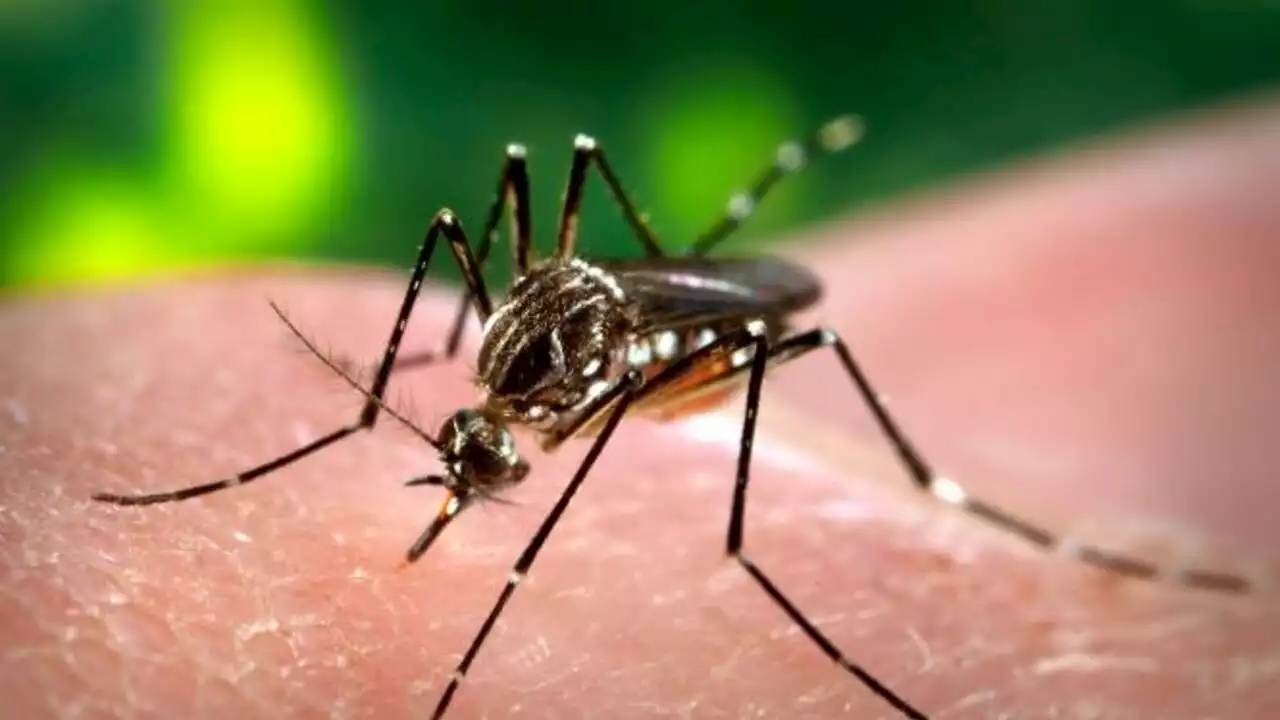 France: il faut se préparer à une augmentation du nombre de cas de dengue, Zika, chikungunya