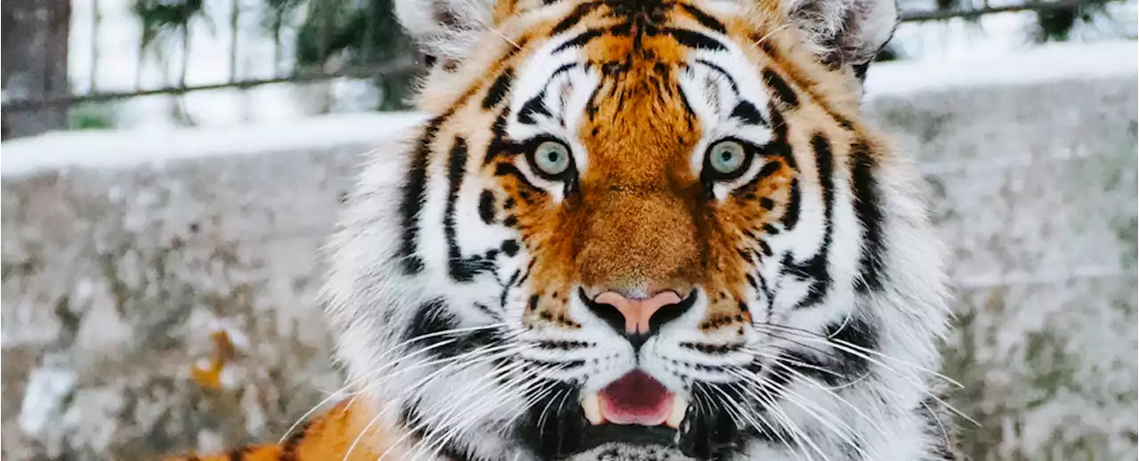 Tigers Have Unique Personality Traits That Help Them Survive in The Wild, Says Study