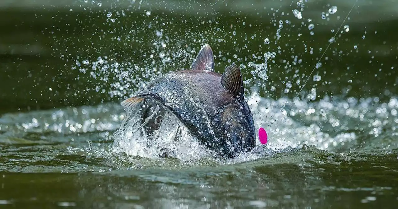 Council approves salmon fishing ban for much of West Coast