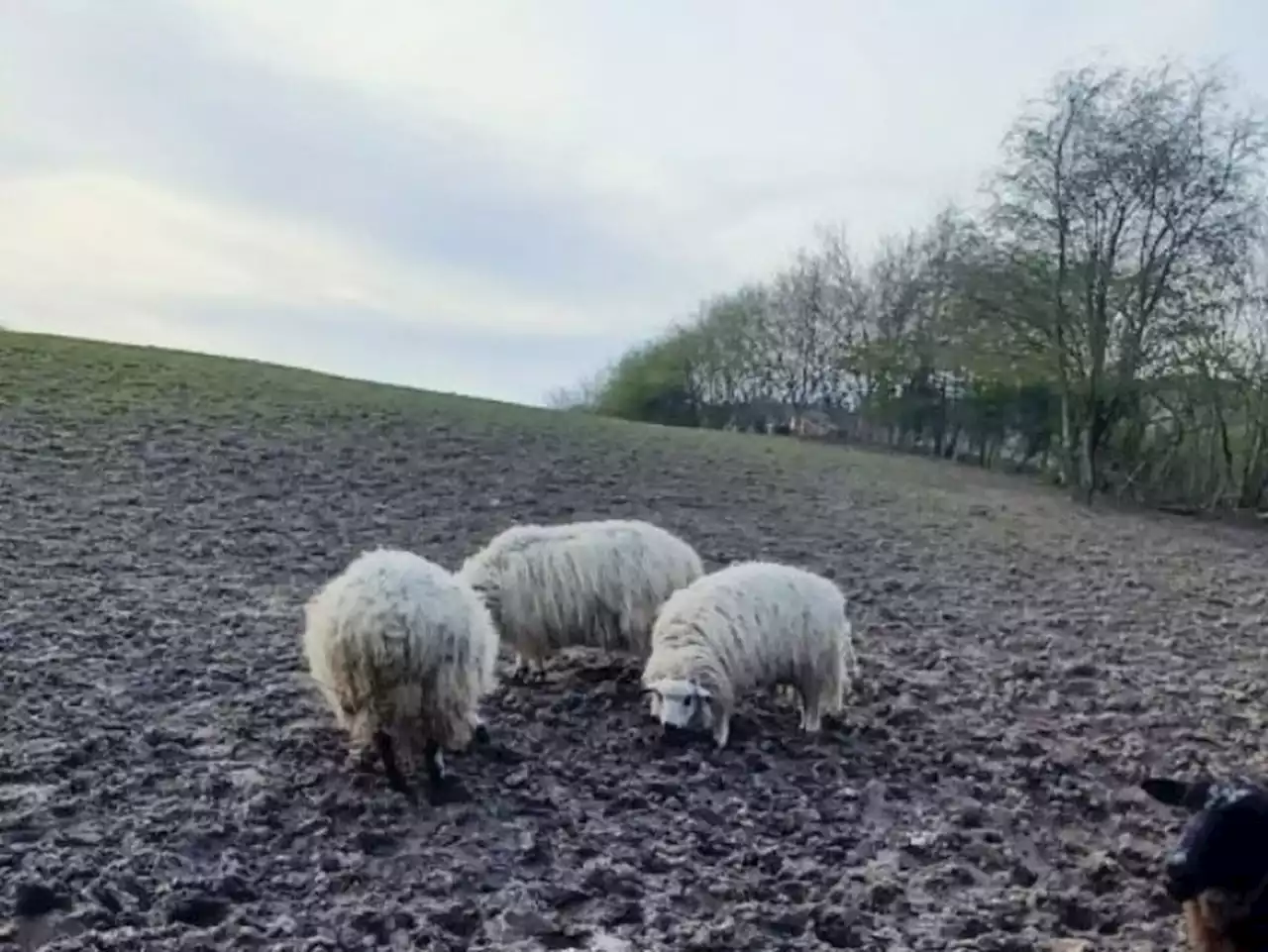 Ewe won't believe this officers - there are sheep on the road