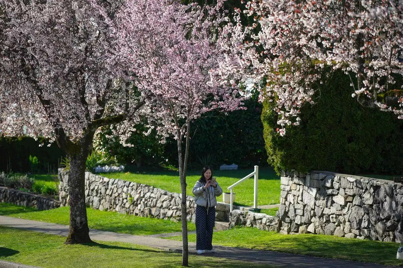 Selfie sticks bloom beneath Vancouver’s cherry blossoms, as petal power goes global - Terrace Standard