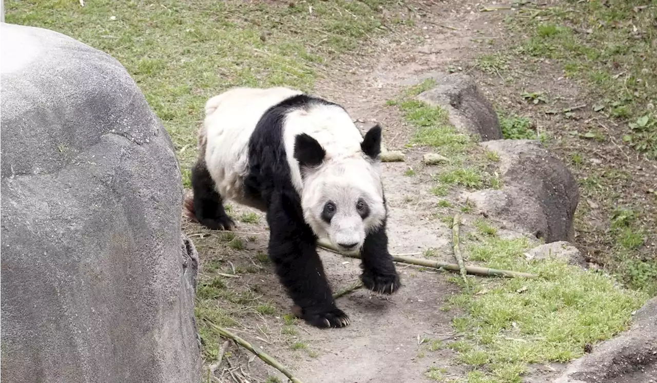 Memphis Zoo bids farewell to panda ahead of return to China