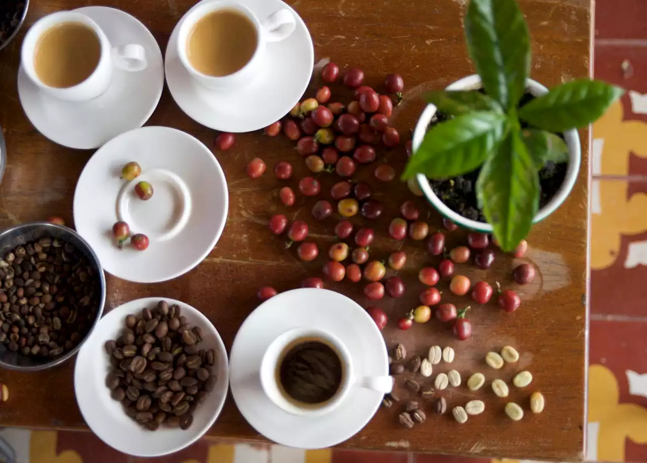 ¿Cuántas tazas de café se puede tomar una persona al día?