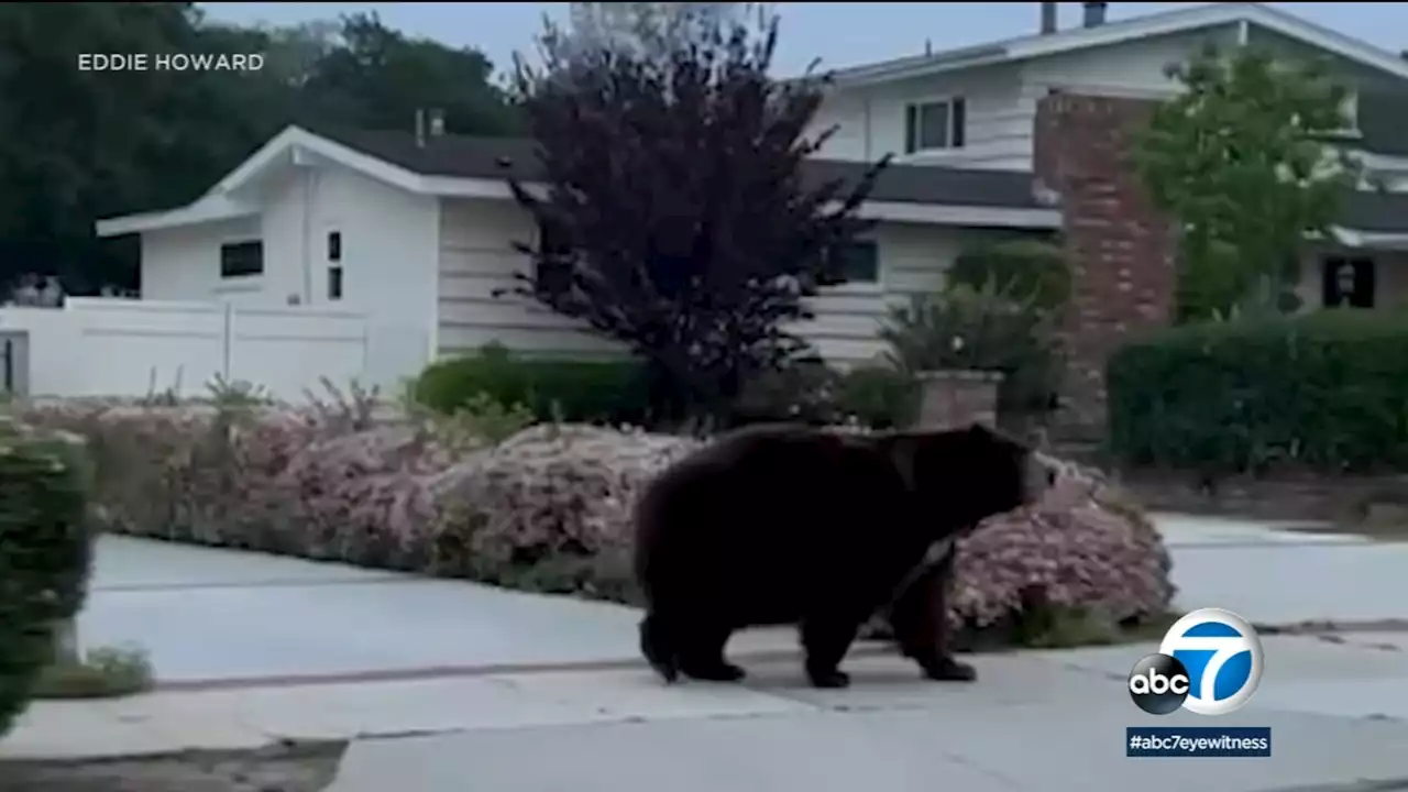 Huge bear captured on video casually roaming Southern California neighborhood