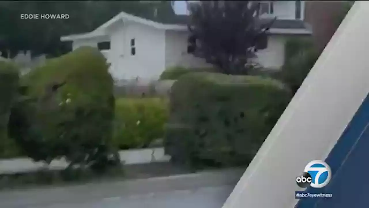 Huge bear captured on video casually roaming SoCal neighborhood