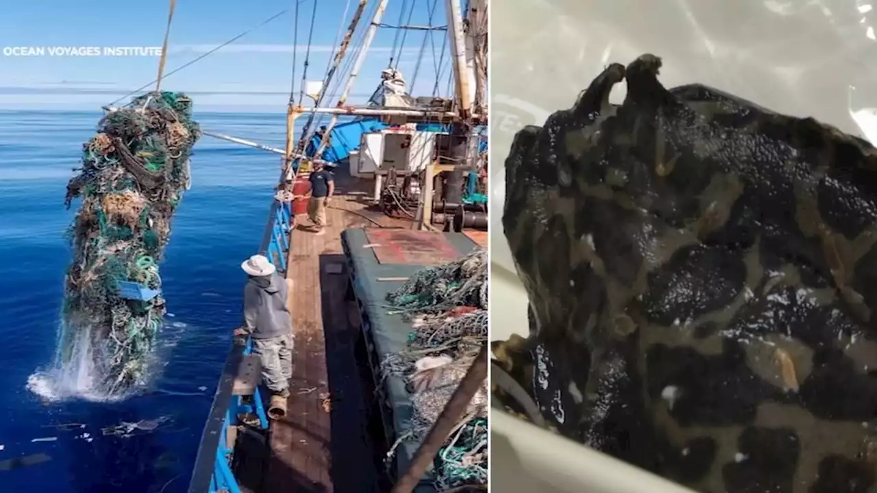 Researchers find Great Pacific garbage patch teeming with life