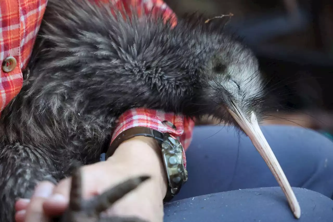 Il faut sauver le kiwi: la Nouvelle-Zélande se mobilise pour son oiseau emblématique