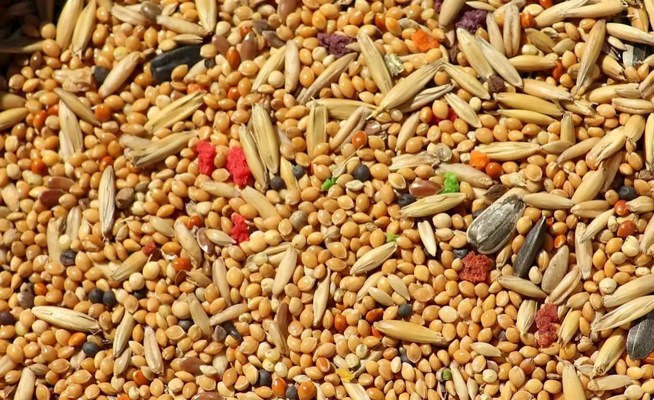 Africa: Punitive Seed Law - An Obstacle to Food and Seed Sovereignty