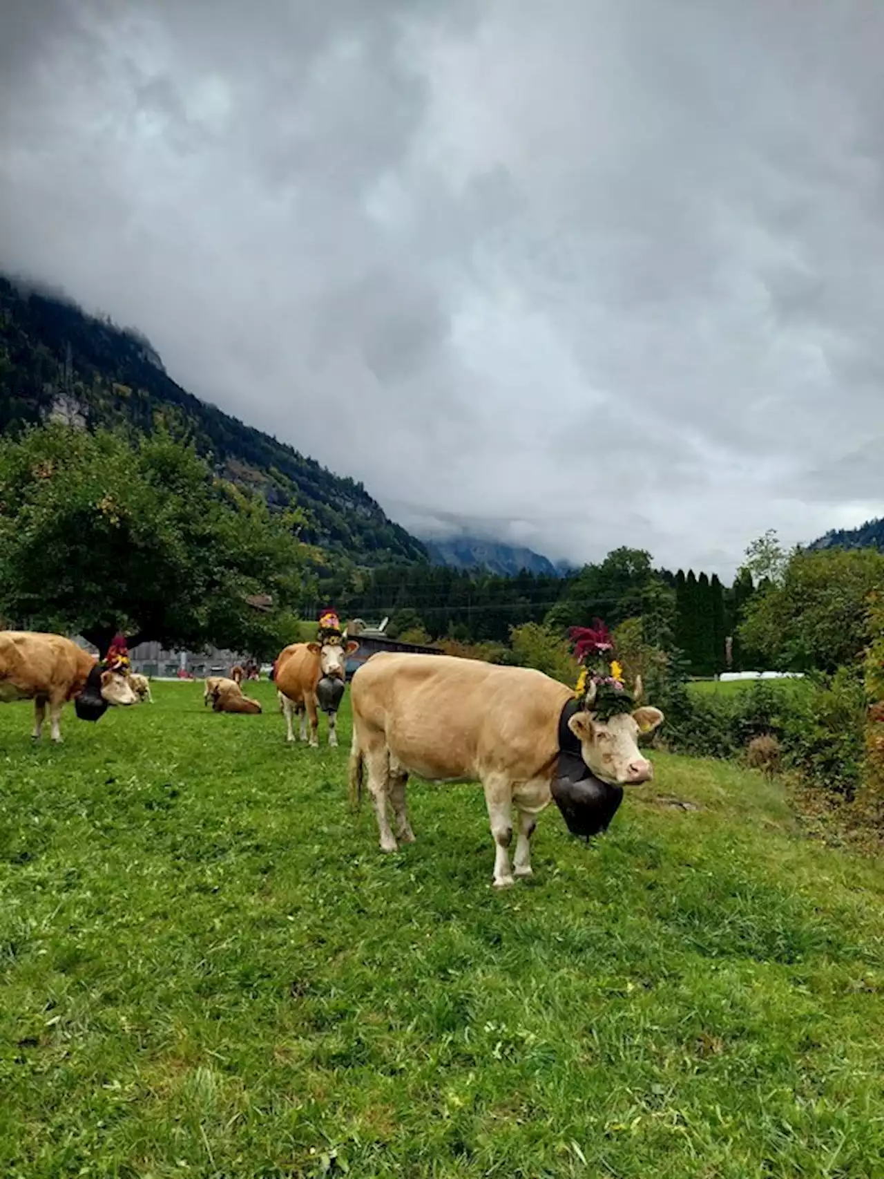 Amylou geht im Sommer ins Gasteretal auf die Alp - bauernzeitung.ch