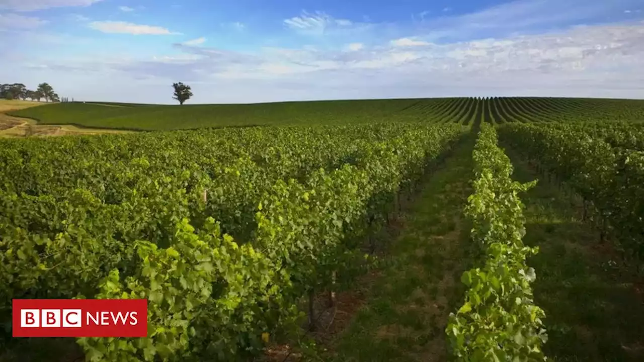 Como mudanças climáticas ameaçam a produção de vinhos australianos - BBC News Brasil